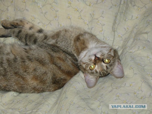 Котовторник (21.02.2012)