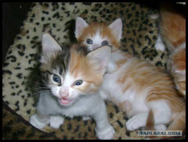 Котовторник 20.03.2012