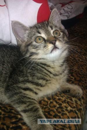Котовторник 8 мая 2012