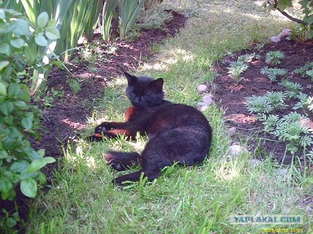 Котовторник  12. 06. 2012