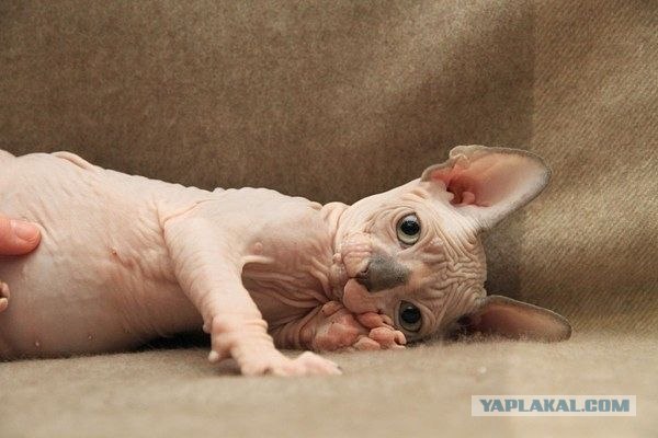 Сфинксики...