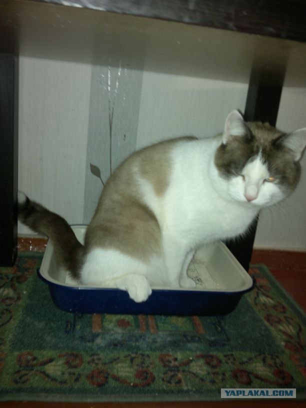 Котовторник 30.10.2012