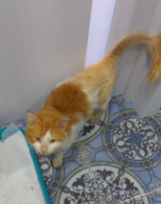 Помогаю бездомным котам, кормлю кошек зимой