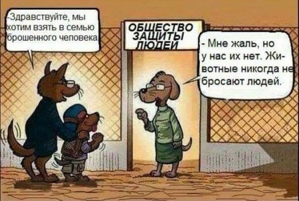 Несколько фото, показывающие, насколько собаки преданны нам