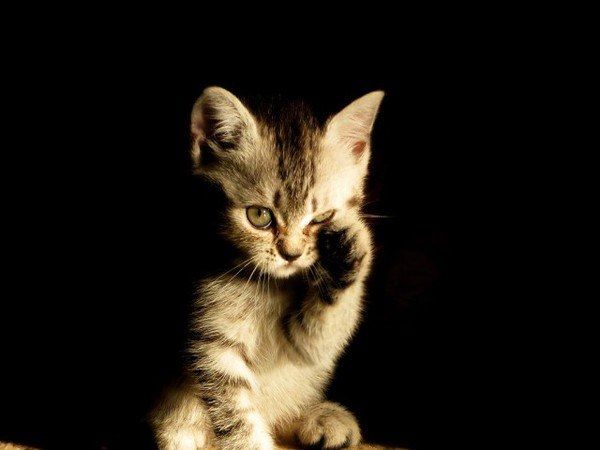 Забавные фото котеек