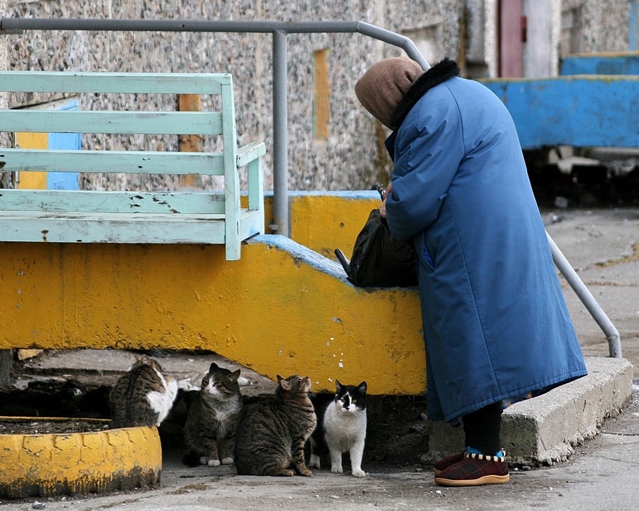 Бабушка кормит кошку рисунок