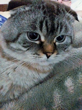 Коты, которые нас порадовали!