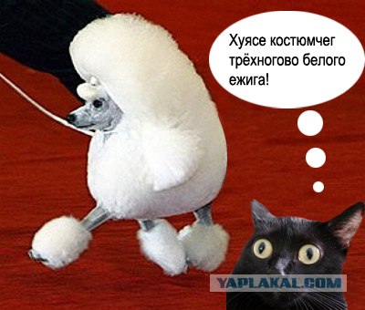 Киса хочет жабы