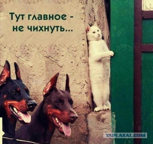 На любом заводе есть кот, которому позволено всё