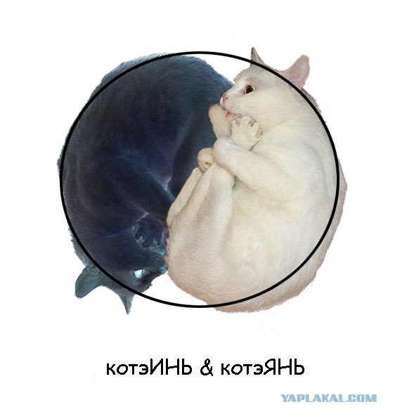 Котэ-креведко
