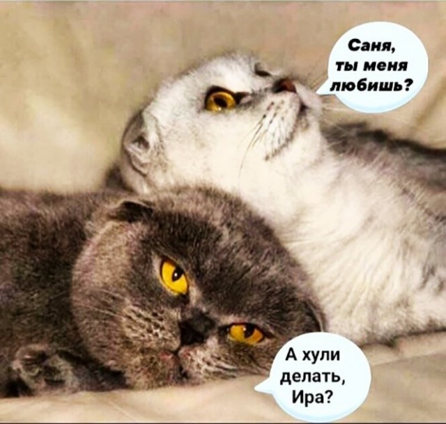 Картинки с котами и про котов