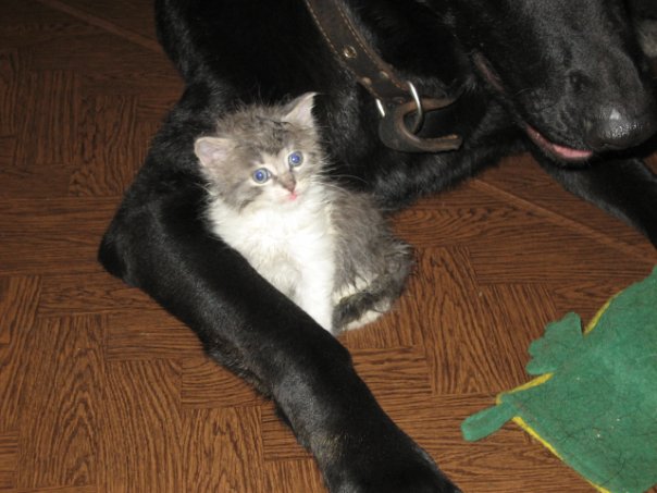 Шарик с друзьями