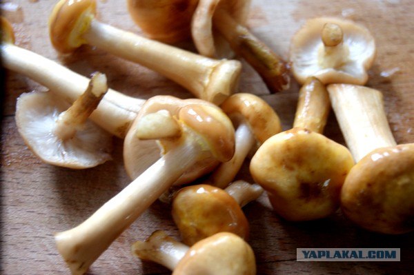 Осень в банках