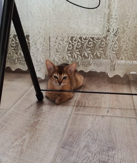 Котовторник 14.09.2021