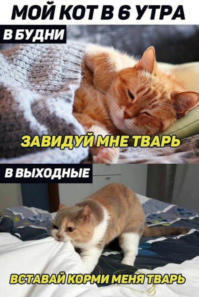 Картинки и мемы для настроения - 19