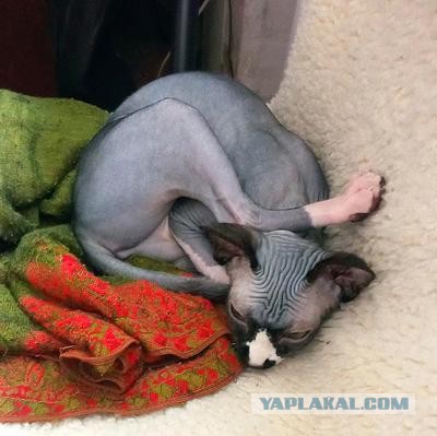 Реакция бабушки на мейн-куна, когда привезли котика в деревню