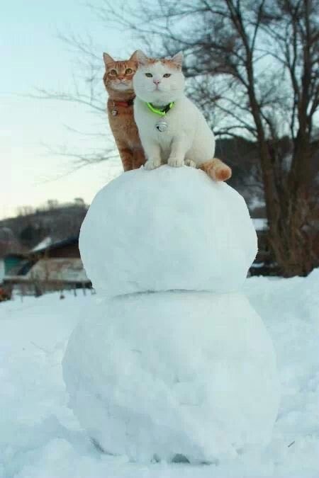 Котики из снега и котики на снегу