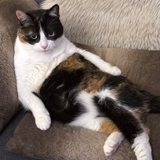 А котовторник уже пришёл?