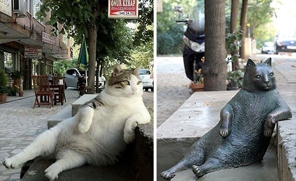 Ищу фото кота