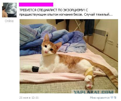 Котовторник 26.11.2013