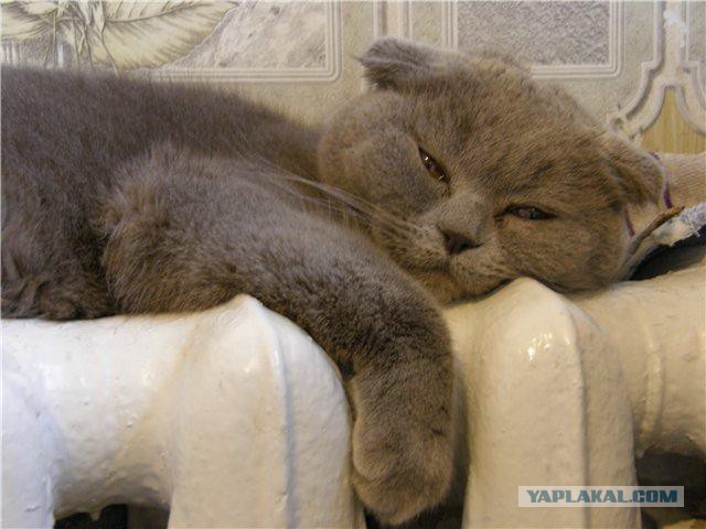 Визуализируем свои ники!