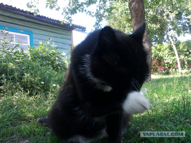 Котовторник 04.03.2014
