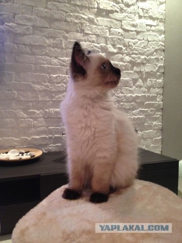 Котовторник  08.04.2014