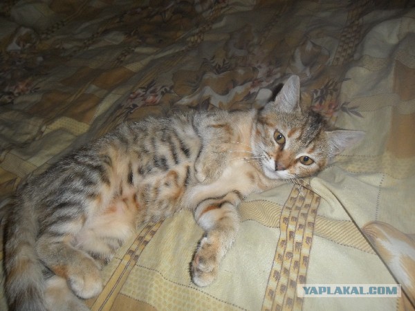 Котовторник 09.09.2014