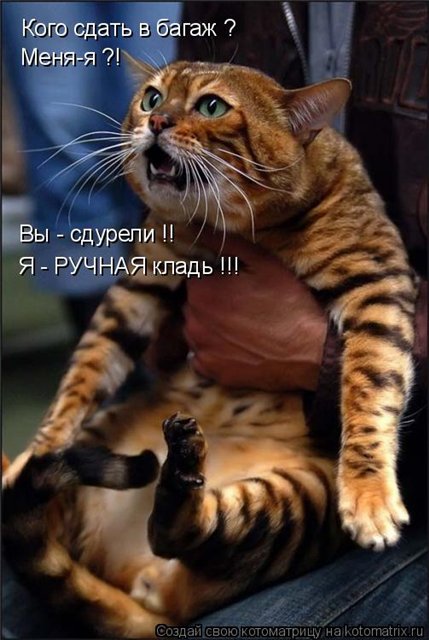 Смешные комменты из соцсетей
