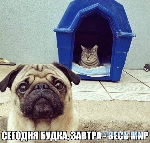 Смешные картинки