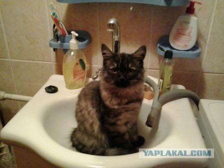 Котовторник 23.12.2014