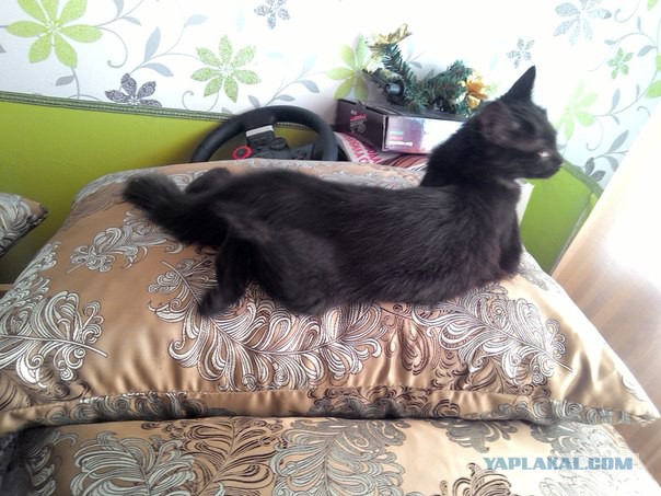 Котовторник