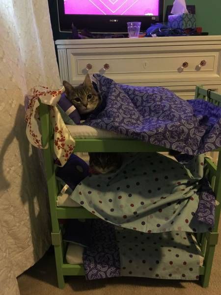 Прикольные коты
