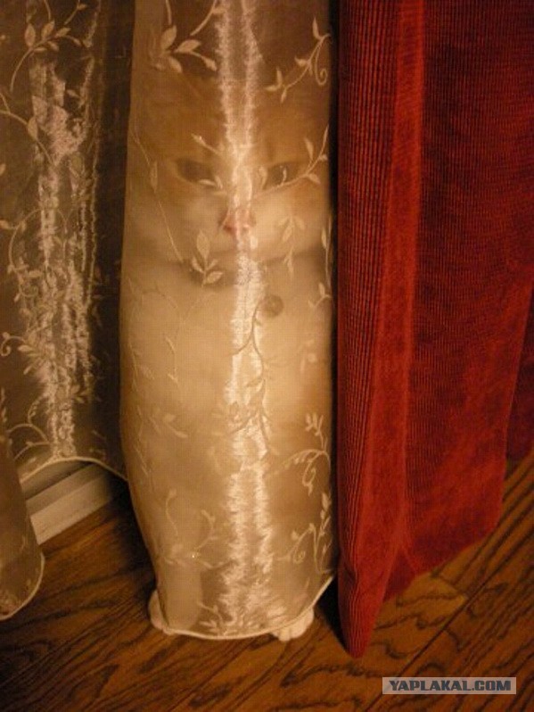 Коты в засаде