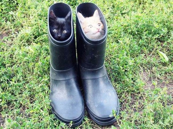 Мохнатые беспредельщики