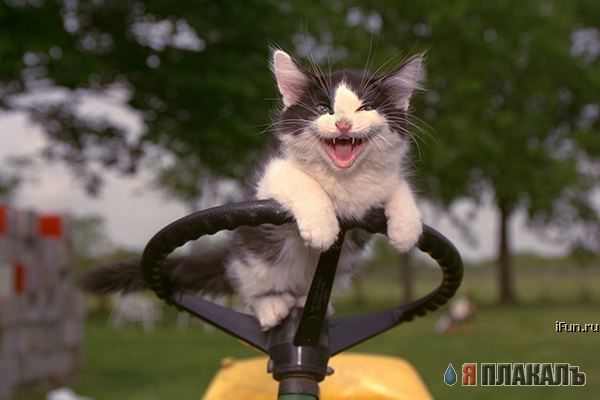 Которозыск, срочно!