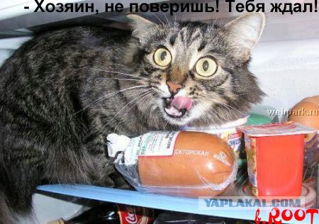 Коты, которые пытались что-то украсть
