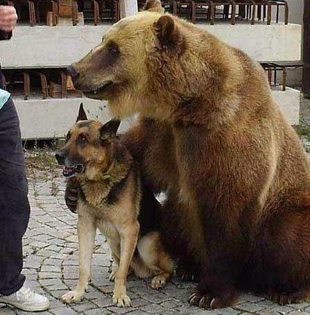 Прикольные животные