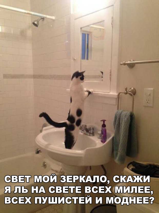 Коты из сети