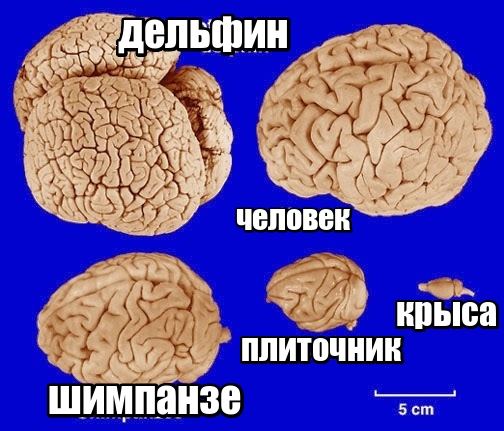 Когда не знаешь, как выглядят дельфины