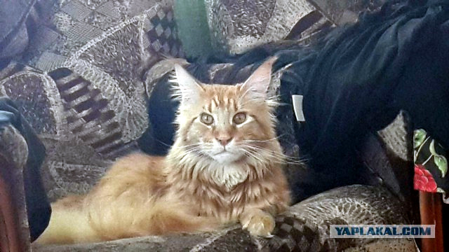 Жизнь рыжего кота, собаки
