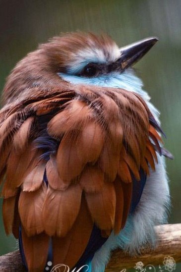 Самые смешные животные
