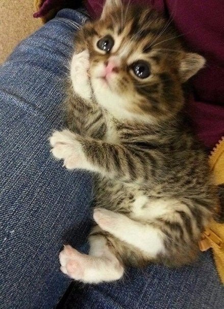 Коты и Кошки