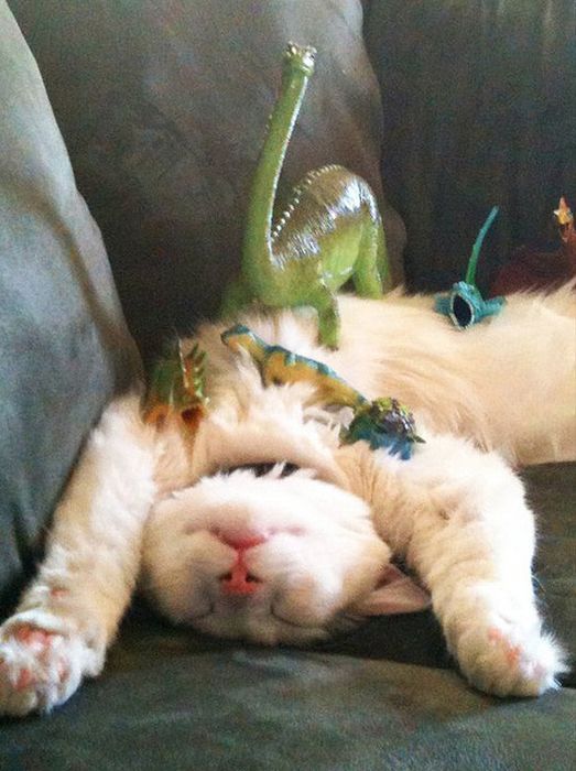 Коты и Кошки
