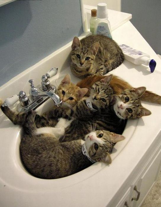 Коты и Кошки