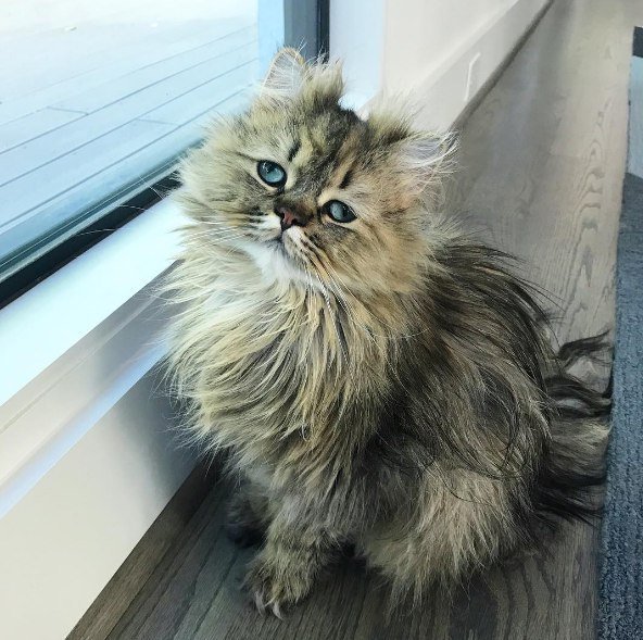 Коты и Кошки