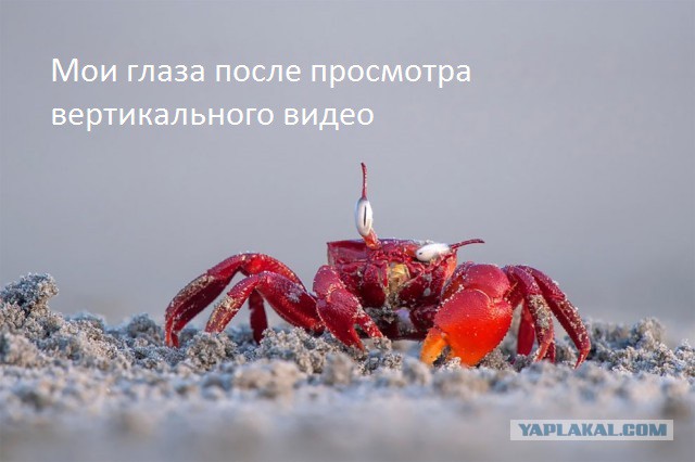 Финалисты самого смешного фотоконкурса в природе — Comedy Wildlife Awards 2017