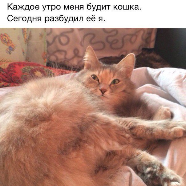 Юмор не для всех