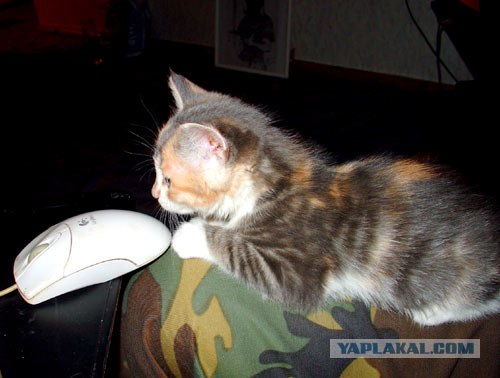 Ура, котовторник! (01.07.2008)