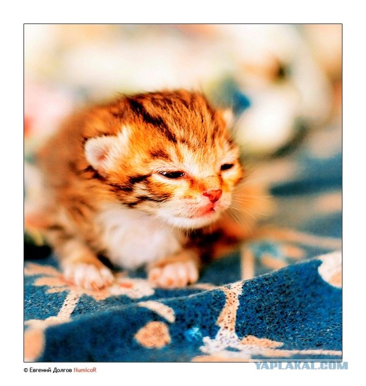 Котовторник на ЯПлакалъ